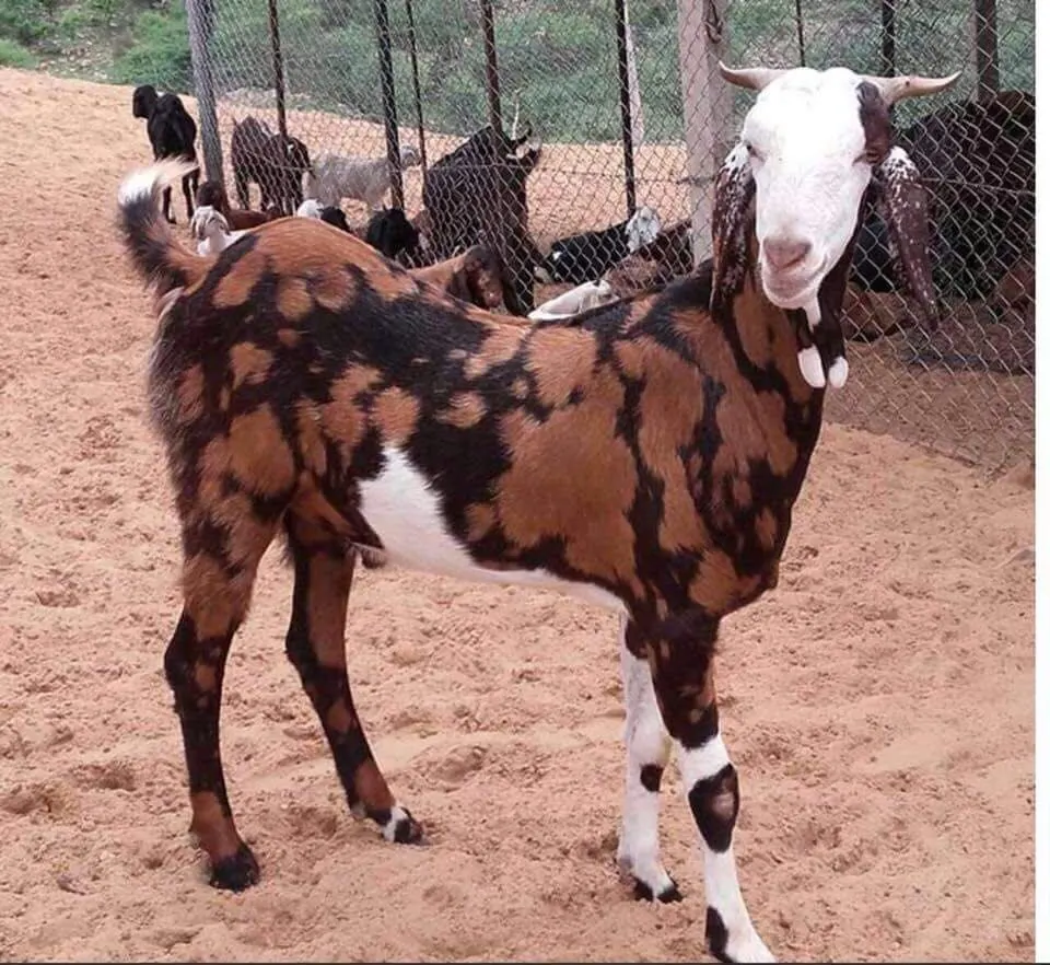 Male Gujri Goat