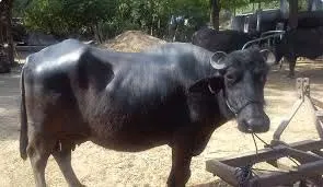 Mehsana Buffalo