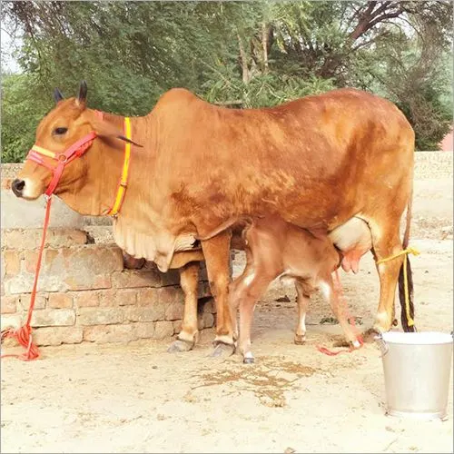 Image Rathi Cow