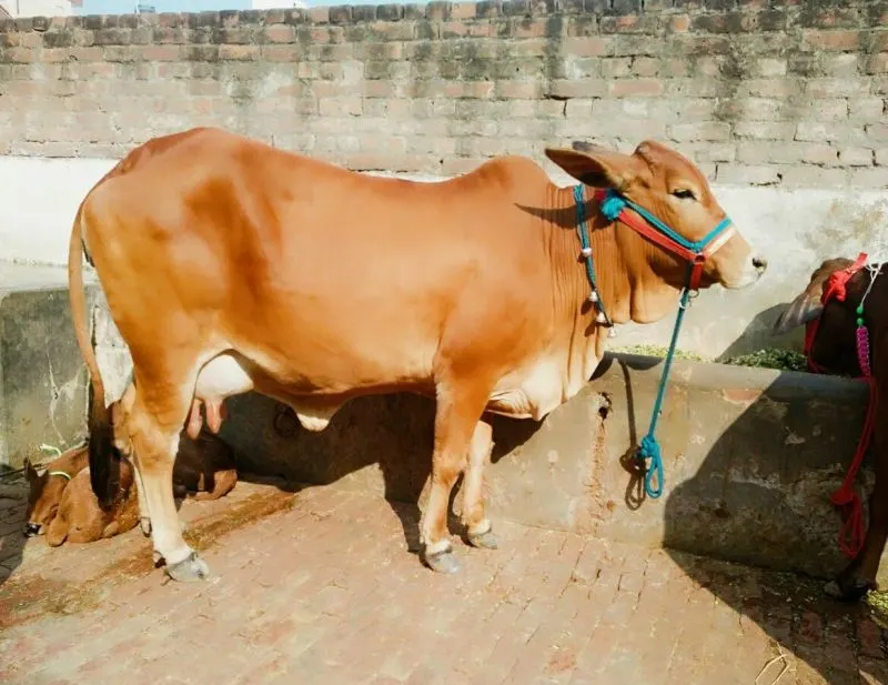 Image Sahiwal Cow