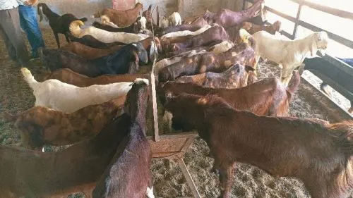 Image Sirohi Sojat Goat Alive