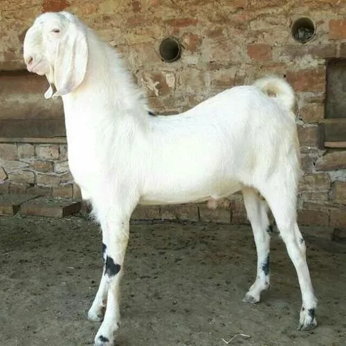 Image Sojat Goat