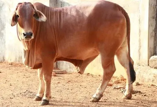 Image Tharparkar Cow