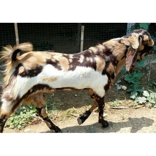 Image Totapuri Goat
