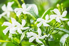Image White Jasmine Flower