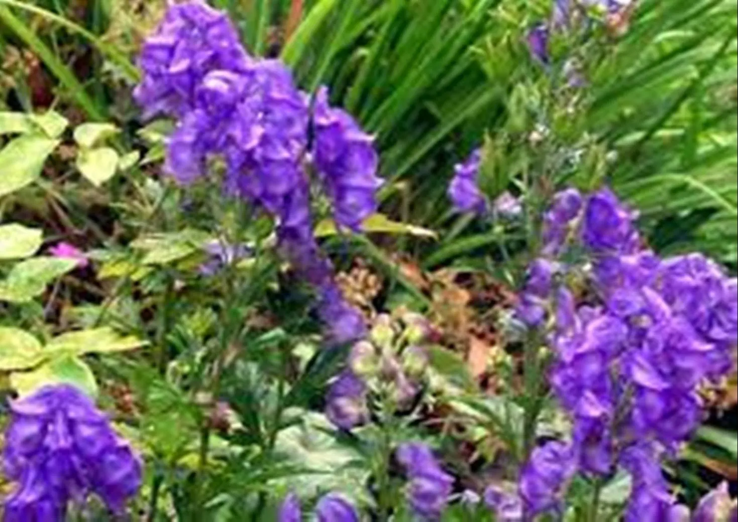 Image Aconitum Ferox Extract