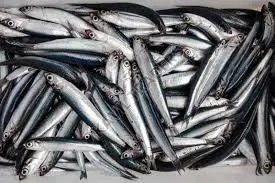 Image Frozen Anchovy Fish