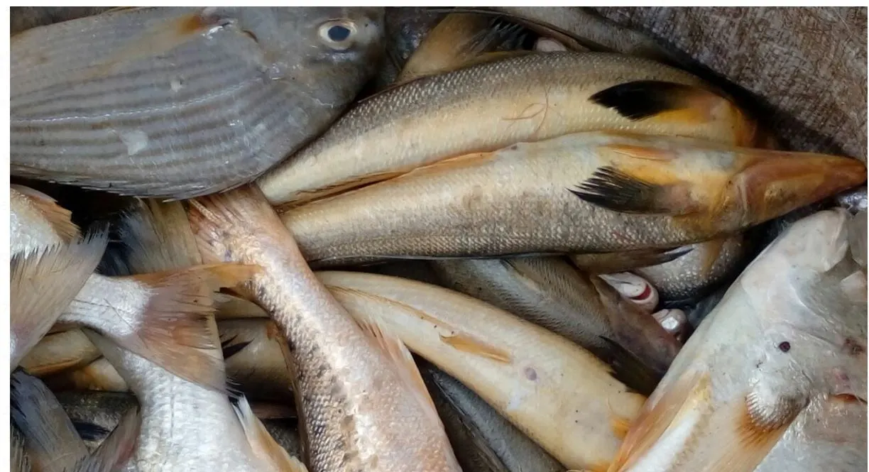 Image Frozen Kadma Fish