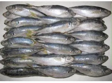 Image Frozen Mackerel Fish, For Household, Mess, Restaurants, Packaging Type : Vaccum Packed