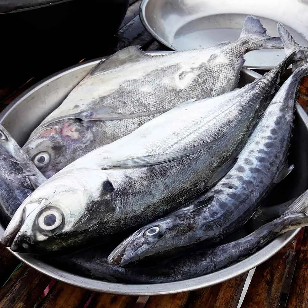 Image Frozen Mackerel Fish