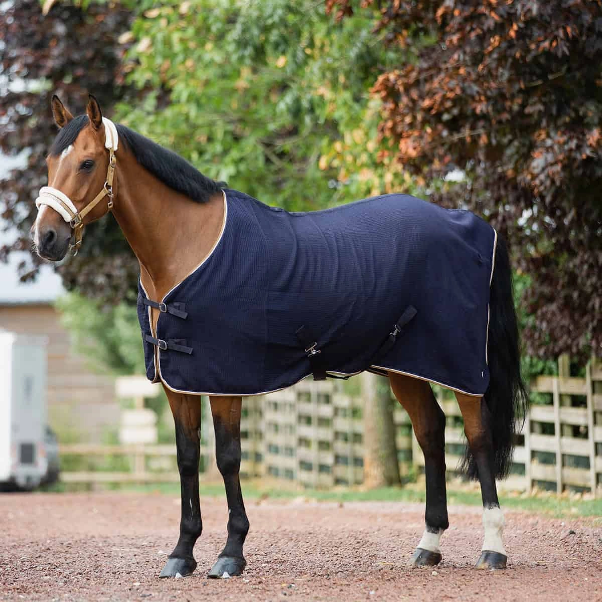 Image Pony Cooler Horse Rugs